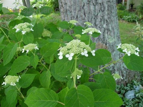 PlantFiles Pictures: Hydrangea Species, Smooth Hydrangea, Wild ...