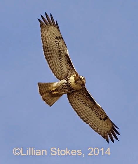 STOKES BIRDING BLOG: How to ID Migrating Hawks, Migration Is Now!