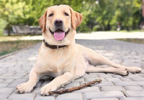 Labrador Names: 500 Unique, Cool & Funny Names for Labs