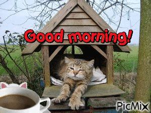 Good morning cat - Free animated GIF - PicMix