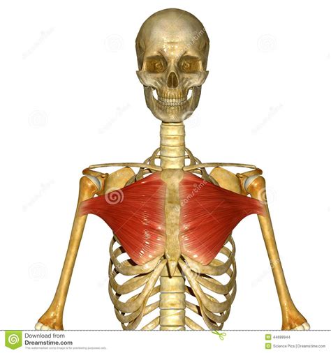 Chest Muscles - Pectoralis Major And Minor - Anatomy Muscles Iso ...