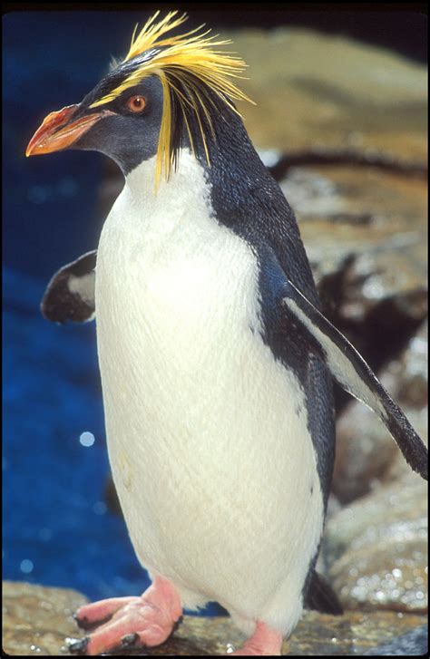 Encyclopaedia of Babies of Beautiful Wild Animals: The Baby Penguin