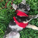 17 Norwegian Elkhound Mixes You Will Love