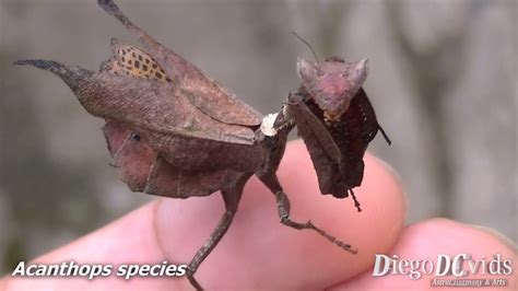 Acanthops falcataria Leaf Mantis female (Acanthopidae) - YouTube