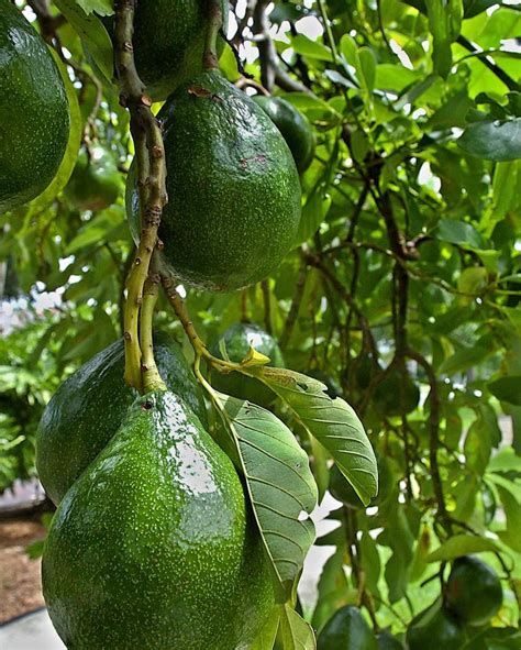 Choquette Avocado Trees