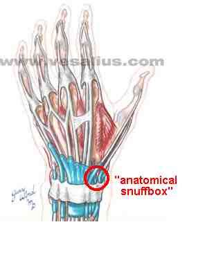 Anatomical Snuff Box Image / Ebraheim's educational animated video describes the tendons and ...