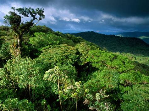 Santa Elena Cloud Forest Reserve - Casa Batsu B&BMonteverde, Costa Rica.