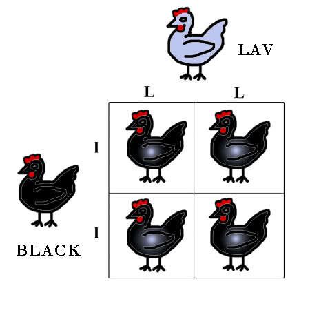 Punnett Squares Easy Genetics - BackYard Chickens Community