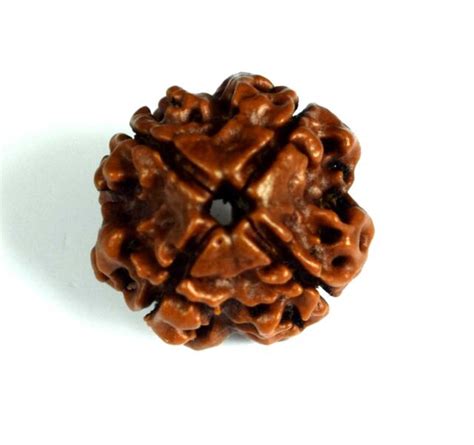 Lab Certified 4 Mukhi Rudraksha / Four Face Rudraksha Energized Bead ...