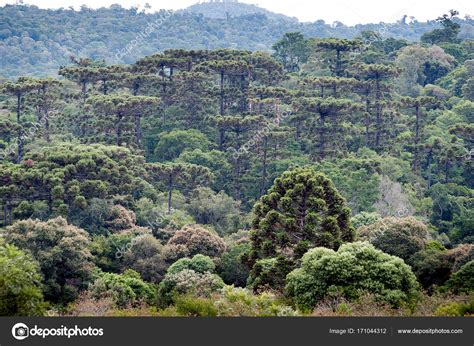 Araucaria forest in the Mountains — Stock Photo © xicoputini #171044312