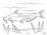Blue Catfish coloring Page  Free Printable Coloring Pages sketch template