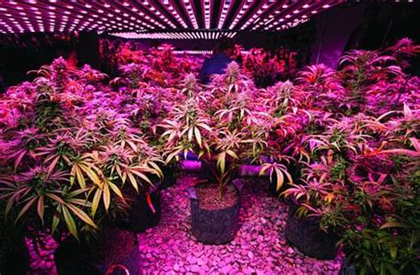 Tirez le Meilleur de Vos LEDs : 5 Conseil pour la Culture du Cannabis ...