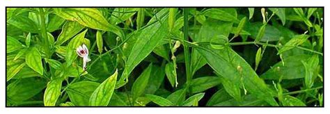 Sinta, serpentina, andrographis paniculata, kings of bitters / Philippine Medicinal Herbs ...