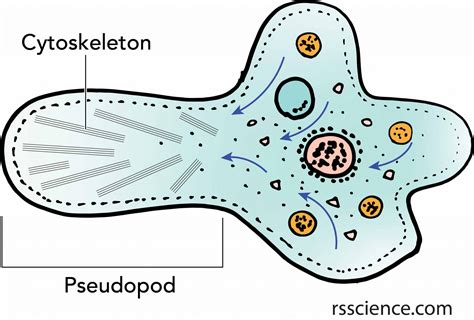 Facts about Amoeba, structure, behavior and reproduction - Rs' Science