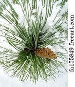 Free art print of Pine cone with snow. Pine branches with cone in snow | FreeArt | fa7783953