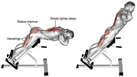 Which Is Better - The Glute Ham Raise Or Back Extension? – Fitness Volt