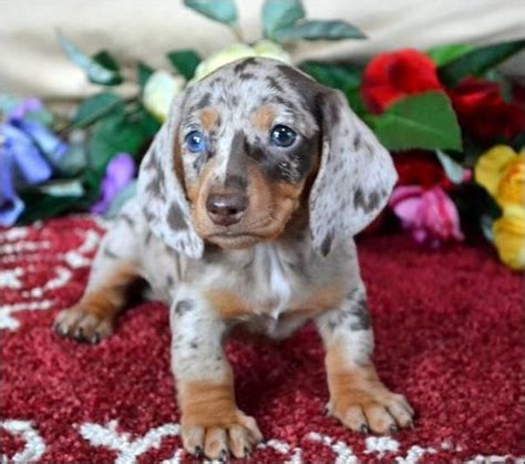 Miniature Dapple Dachshund Puppies For Sale