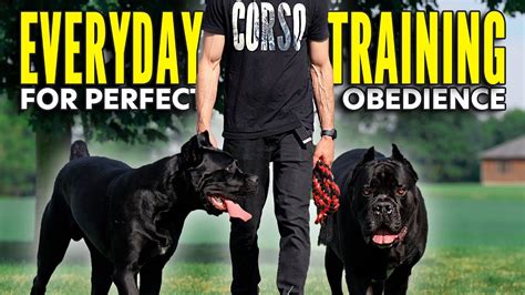 Cane Corso Obedience Training - YouTube