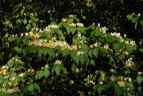 LAWN TEA: HONEYSUCKLE TREES