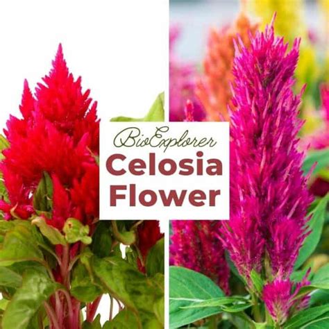 Celosia argentea | Silver Cockscomb | Quail Grass | BioExplorer.net