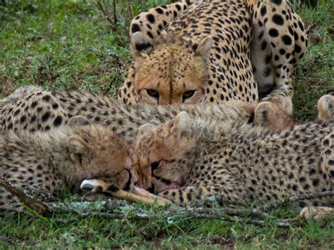 Cheetah and cubs eating