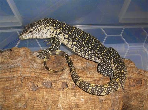 Nile Monitor Facts and Pictures | Reptile Fact