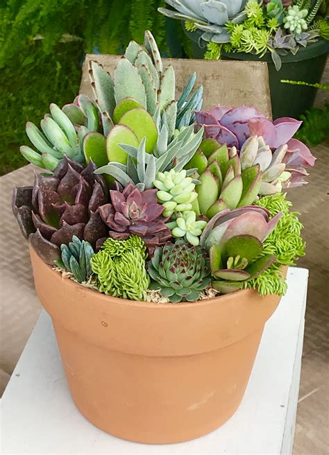 Pin by Jeff Johnson on Succulent Arrangements I Made | Succulent arrangements, Succulents ...