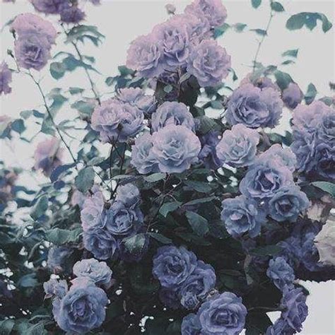 Photo | Lavender aesthetic, Purple aesthetic, Flower aesthetic