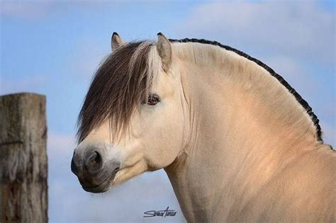 Pin by Betty Hirte on Beautiful horses | Fjord horse, Horses, Beautiful ...