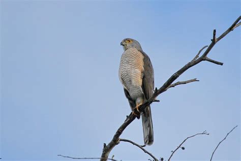 African Goshawk 1 – Birds are our Story