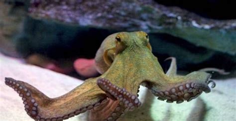 Pet Octopus Care and Breeding Guide - WZaquarium