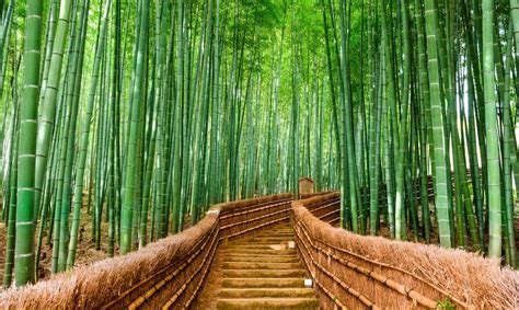 Pictures of Honshu | Bamboo Travel