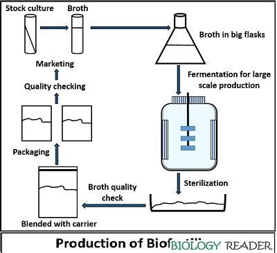 Biofertilizer Production - Purpose & Production - Biology Reader