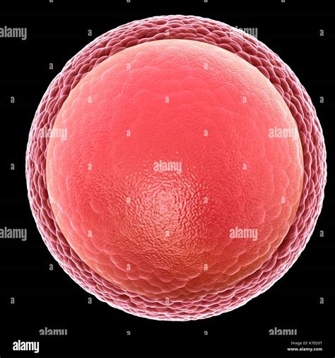 Illustration of a human egg cell (ovum Stock Photo - Alamy