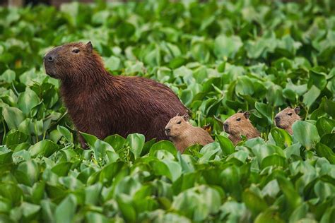 Capybaras in the protected area of the Tietê River in São Paulo, Brazil ...