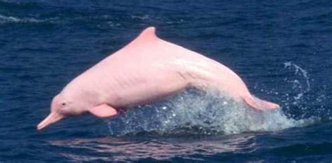 Amazon pink river dolphin by darktiger17 on DeviantArt