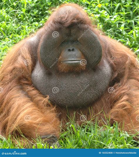 Huge Male Orangutan Monkey, Borneo, Asia Orange Royalty Free Stock Photos - Image: 16552408