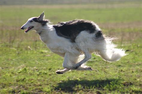 Running Borzoi Stock Photography - Image: 8555332