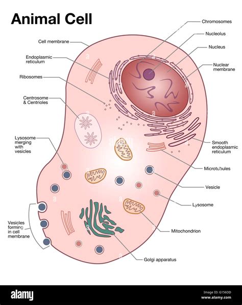 Diagram of a typical animal cell, with the important features labeled ...