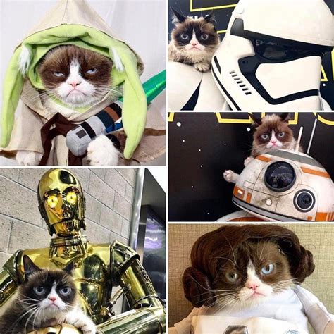 Grumpy Cat Meme Star Wars