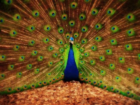 Wallpapers Peacock - Wallpaper Cave