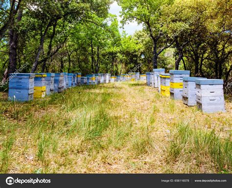 Many Bee Hives Green Forest Honey Beehives Outdoors Nature Provence Stock Photo by ©Anetlanda ...