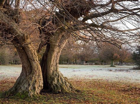 Hatfield Forest staff start 2020 with regeneration projects