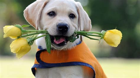 Full HD 1080p Labrador Wallpapers HD, Desktop Backgrounds 1920x1080 | Puppies, Labrador puppy ...