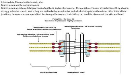 Cell junctions ppt