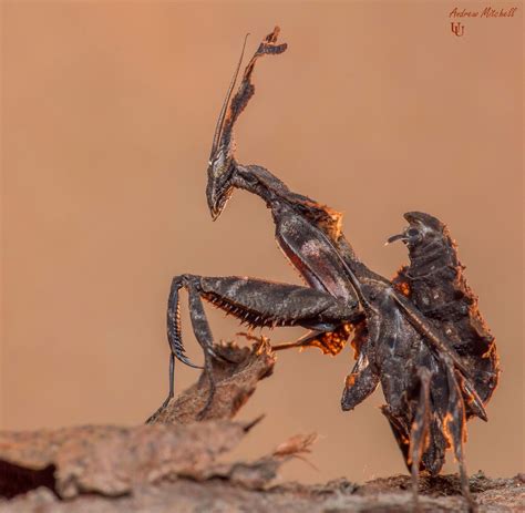 Ghost Mantis | Weird insects, Weird animals, Bugs and insects