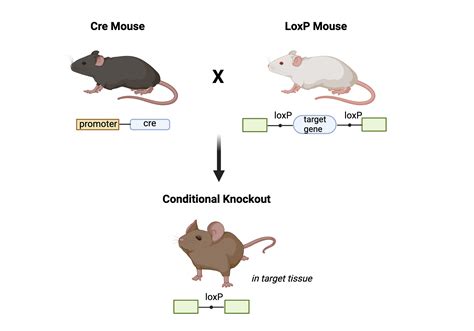 Creation of a Conditional Knockout mouse | BioRender Science Templates