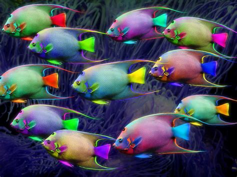 Fish - Neon Colors Rock Wallpaper (18994445) - Fanpop