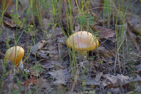 Amanita Caesarea, Edible and Delicious Mushroom Stock Image - Image of amanita, natural: 188793051