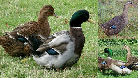 Rouen Duck Breed – Everything You Need to Know